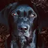 (Hblunt1) - @henry.blunt1 - TikTok