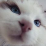 Henry 🐾 Born August 30, 2017 🐾 - @henrythehairball - Instagram