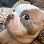 @boston_henry_life - Instagram