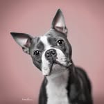 ❣️Henry❣️ - @bostonterrier.henry - Instagram