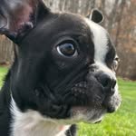 Henry - @henry.boston.terrier - Instagram