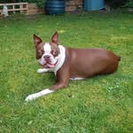 Henry - @henry_bostonterrier - Instagram