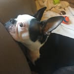 Henry..the boston - @henry_the_boston_ - Instagram