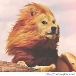 Henry Bott - @poppadoggie - Instagram