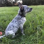 Henry Bourgeois - @kinghenry_thepotato - Instagram