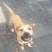 Garlan Henry Britton Animal Sanctuary - Facebook