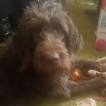 Garlan Henry Britton Sanctuary - @ghb_animal_sanctuary - Instagram