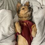 Henry Bunn -The mini mixed Terrier - @henr.ybunn - Instagram