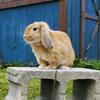 Henry Bunno - @henry.bunno - TikTok