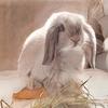 Henry bunny - @henry_troja_bunny - TikTok