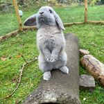 Henry - @henry_bunnie - Instagram