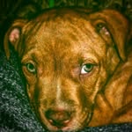 Henry Burt Turner Jr. - @hendogg428 - Instagram