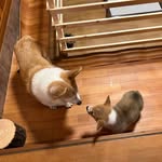 アンリとルカ　時々カルロス - @henry_carlosgram - Instagram