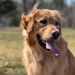 Henry 🐾 - @henrycarver_ - Instagram