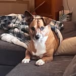 Henry Carver - @sharkdog_henry - Instagram