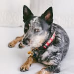 Henry McCallister Carver - @summerwindpup - Instagram
