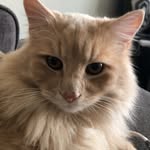 Henry Chamberlain - @hernythecat - Instagram