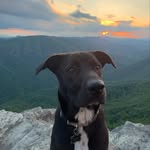 Henry Giardia - @henrycochrane - Instagram