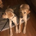 Henry Crouse - @crousehenry - Instagram
