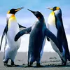 henrydees167 - @henrydees167 - TikTok