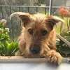 Henry 🐶 - @henry.red.wolf - TikTok