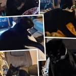 Henry Doll - @droptopbeast - Instagram