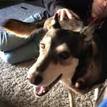 Henry doucette - @sashadog332 - Instagram
