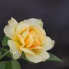 HenryDoyle - @user528112501449 - TikTok