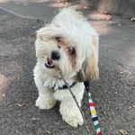 Henry Dukes aka Duke of NYC - @henrydukeofnyc - Instagram