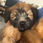 Henry Earl - @henry.the.wheaten.terrier - Instagram