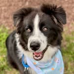 Henry Earl the Aussie - @sirhenryearltheaussie - Instagram