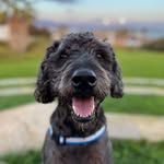 Henry Enrique 🐕‍🦺⭐️ - @henryenrique_thedood - Instagram