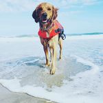 Henry Erickson - @henry_thegolden_pup - Instagram