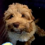 Henry Cooper Fahey - @thelilsmush - Instagram