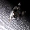 @henry_fee - @henry_fee - TikTok