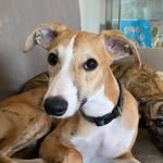 Vipplyckans Mr Henry Fenner "Zach" - @zachthewhippet - Instagram