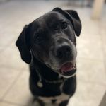 Henry “Ferris” - @saveferristhepup - Instagram