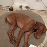 @henryandferris - Instagram