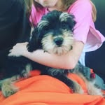 @the_henry_files - Instagram