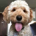 Henry Teemu Findlay - @henryteemu - Instagram