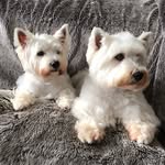 Flora❤️Henry - @flora_and_henry_westie - Instagram