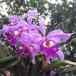 🇨🇴colombian 🌺flowers - @henryflowers_ - Instagram