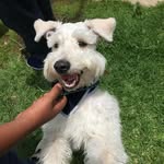 Henry_Flowers - @henry_flowers_ - Instagram