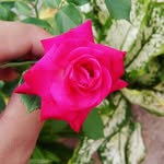 Henry.flowers - @flowers.henryy - Instagram