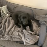 Henry - @henry_forever_by_your_side - Instagram