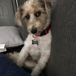 Henry The Gent - @henrythebritishgent - Instagram