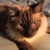 HenryGentleCat - @henrygentlecat - TikTok