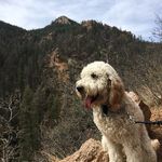 Henry Getz - @henrythefriendlygoldendoodle - Instagram