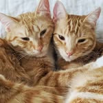 Henry & Glenn - @henryandglenn4ever - Instagram