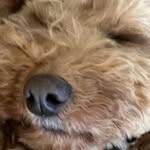 Henry Gooden - @henrygooden - Instagram